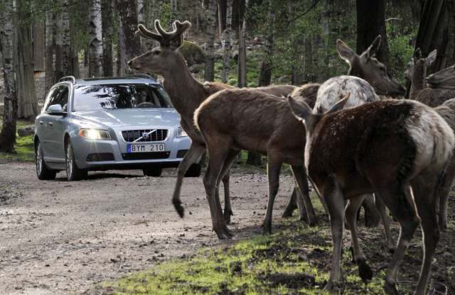 Vadállatoktól óv a Volvo